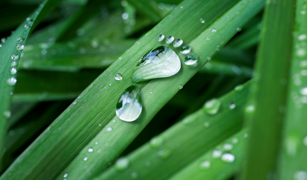 sustainability image showing a water droplet footprint on grass